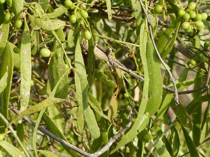 Salvadora angustifolia