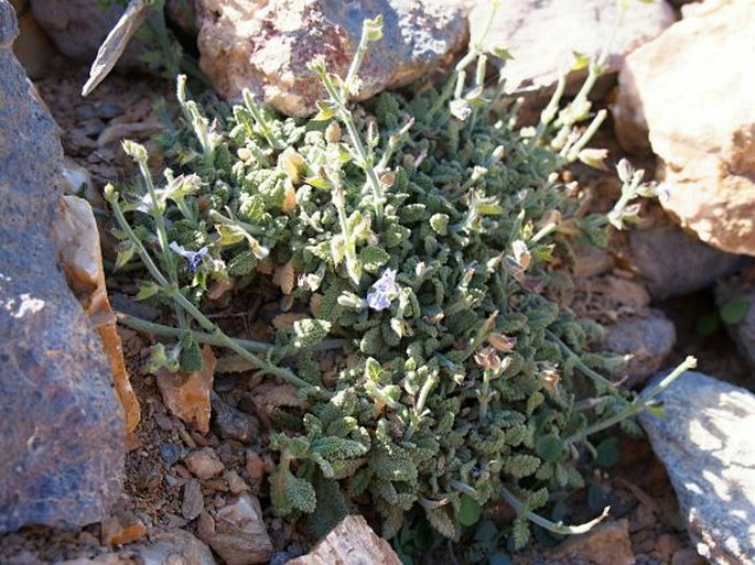 Salvia aegyptiaca