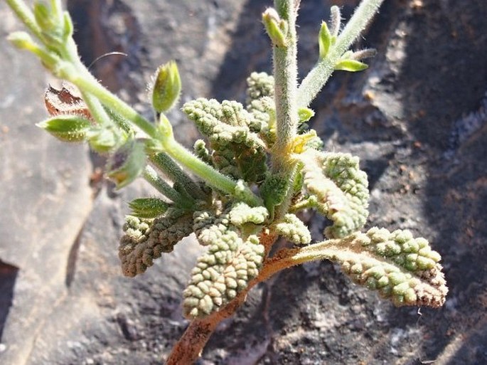 Salvia aegyptiaca