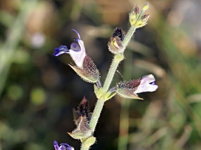 Salvia aegyptiaca