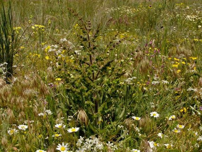 Salvia ceratophylla