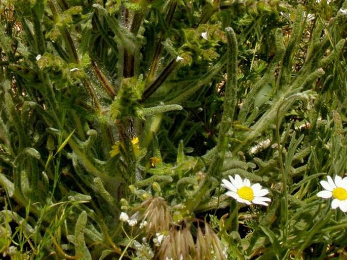 Salvia ceratophylla