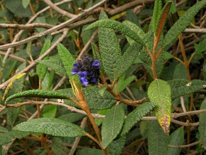 Salvia corrugata