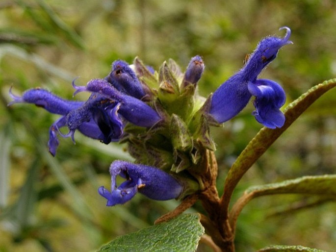 Salvia corrugata