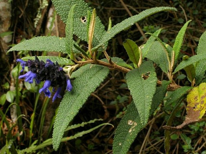 Salvia corrugata