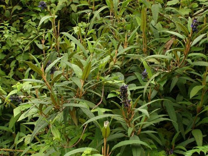 Salvia corrugata