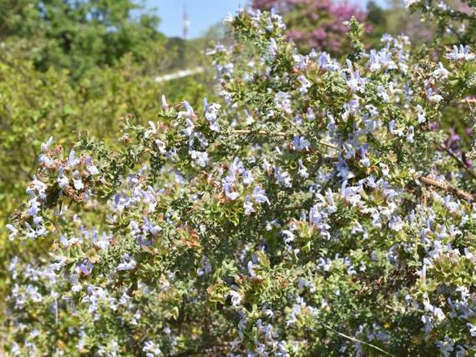 Salvia dentata