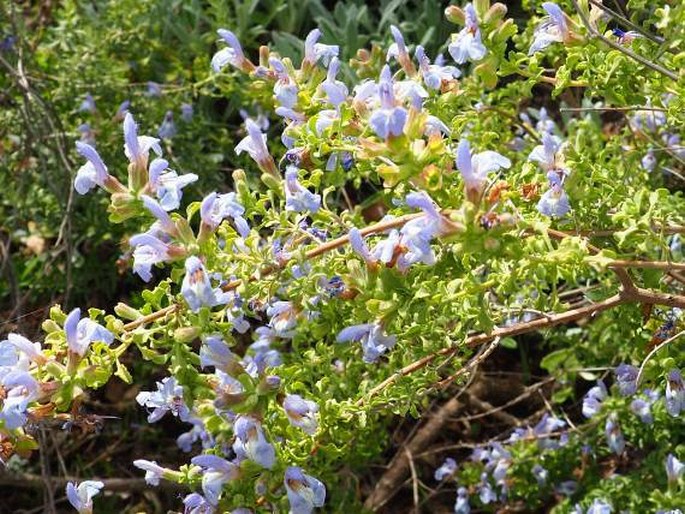 Salvia dentata