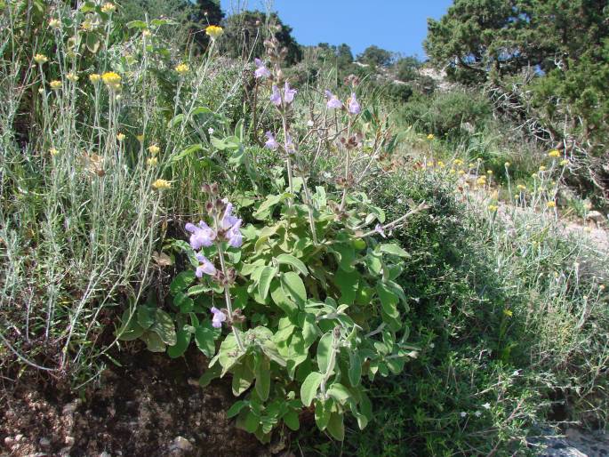 Salvia fruticosa