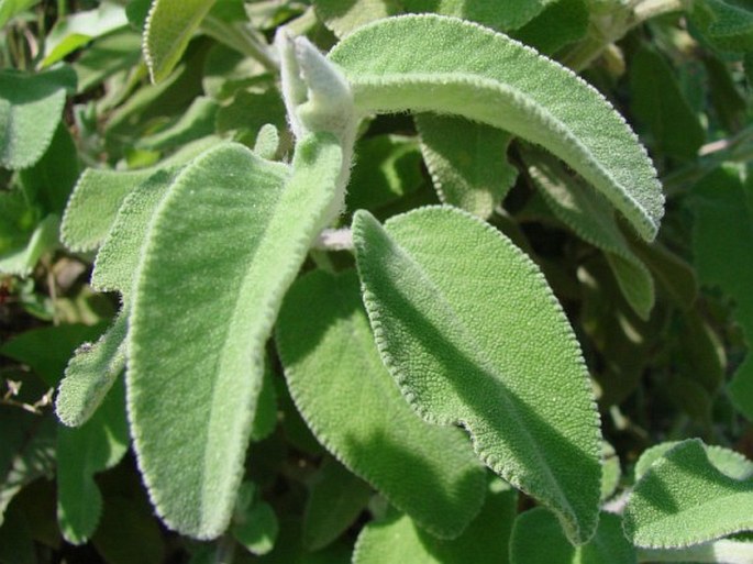 Salvia fruticosa