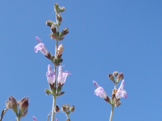 Salvia fruticosa