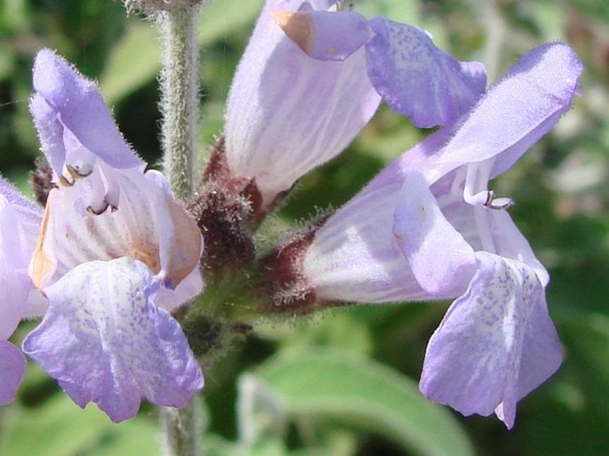 Salvia fruticosa