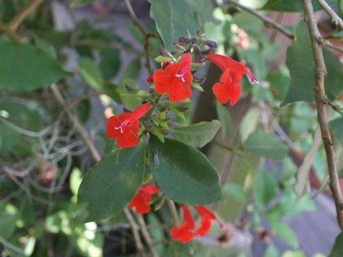 Salvia coccinea