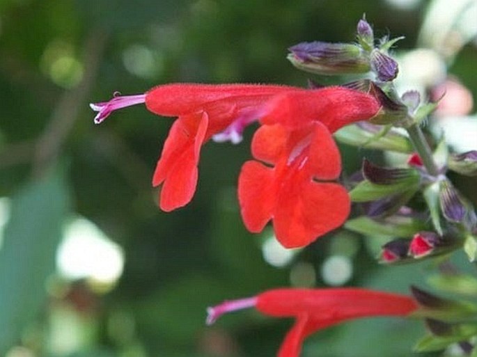 Salvia coccinea