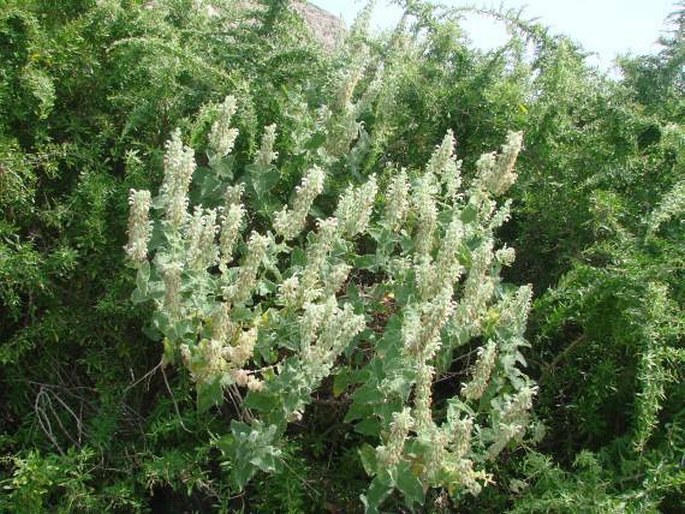 Salvia dominica