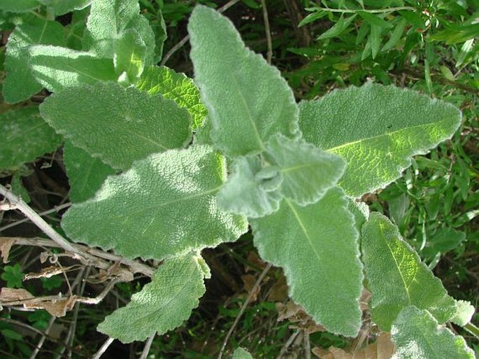 Salvia dominica