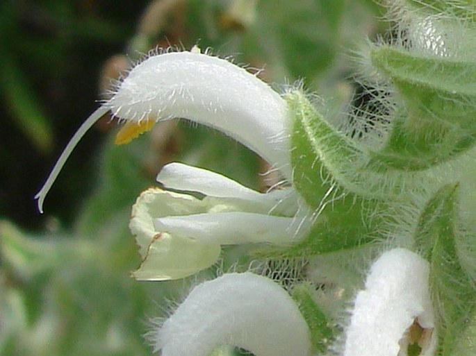 Salvia dominica