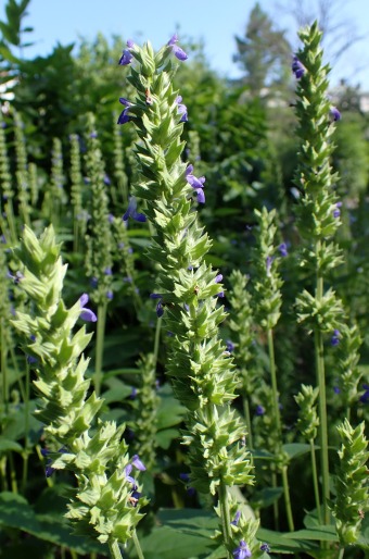 Salvia hispanica