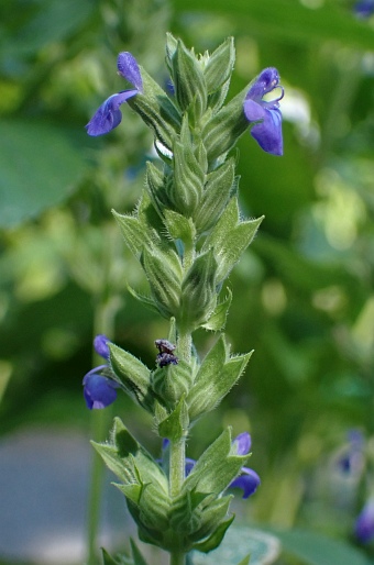 Salvia hispanica