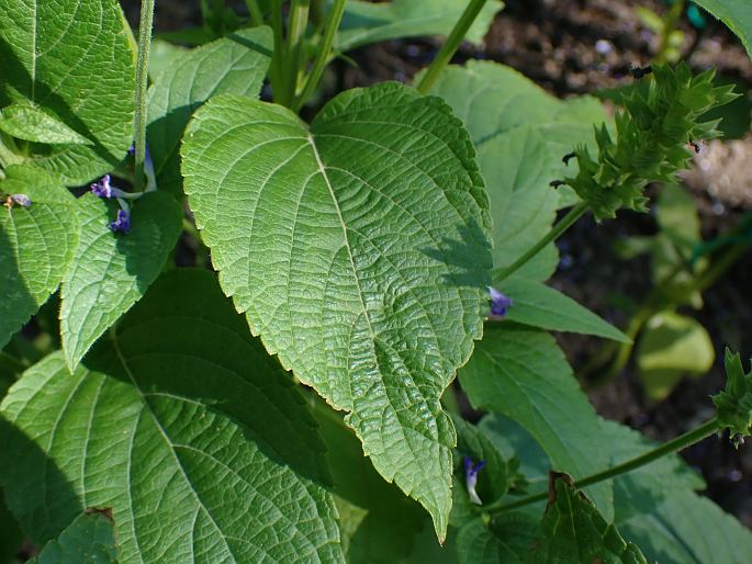 Salvia hispanica