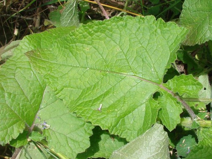 Salvia verticillata