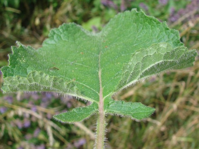 Salvia verticillata