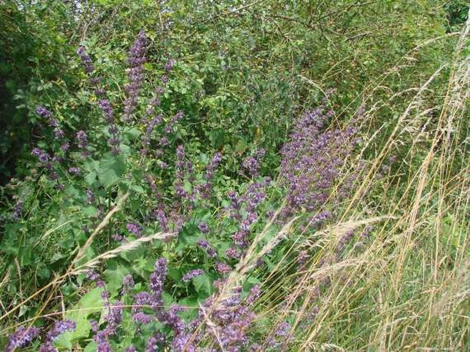 Salvia verticillata