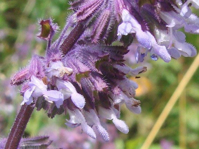 Salvia verticillata