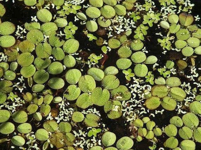 SALVINIA MINIMA Baker - nepukalka / salvínia