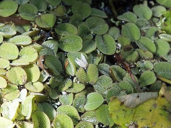 Salvinia minima