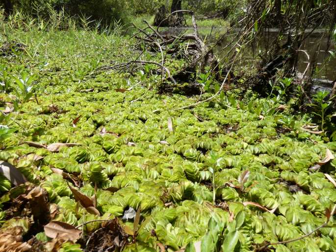 Salvinia molesta