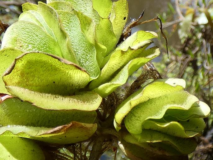 Salvinia molesta