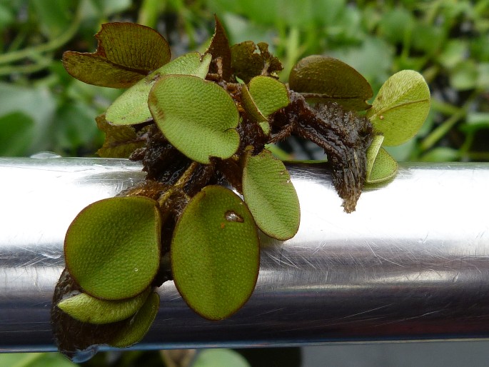 Salvinia auriculata