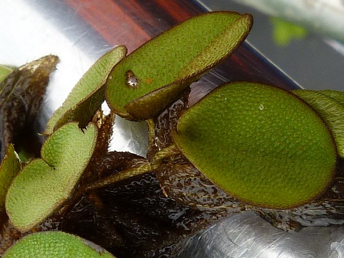 Salvinia auriculata