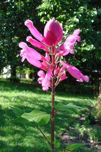 Salvia involucrata