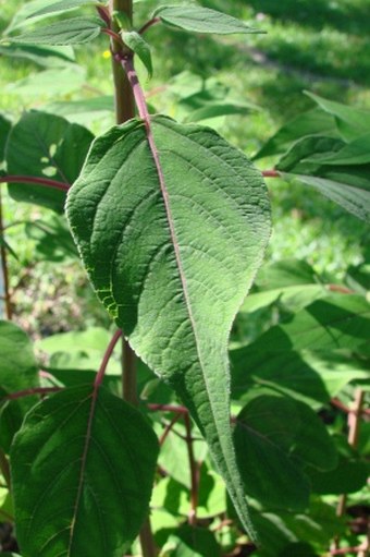 Salvia involucrata