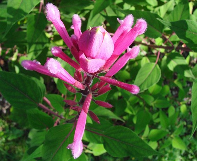 Salvia involucrata