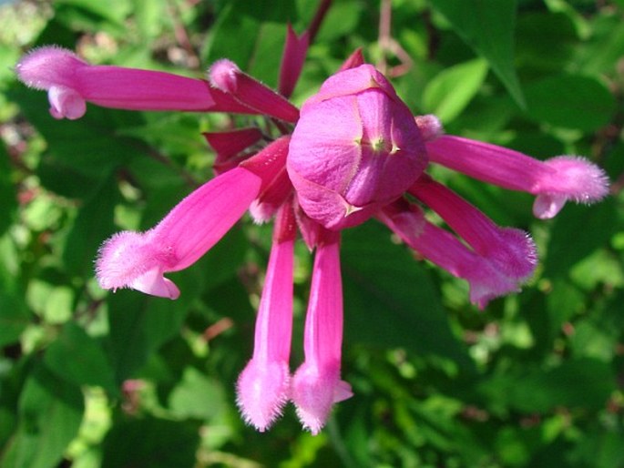 Salvia involucrata