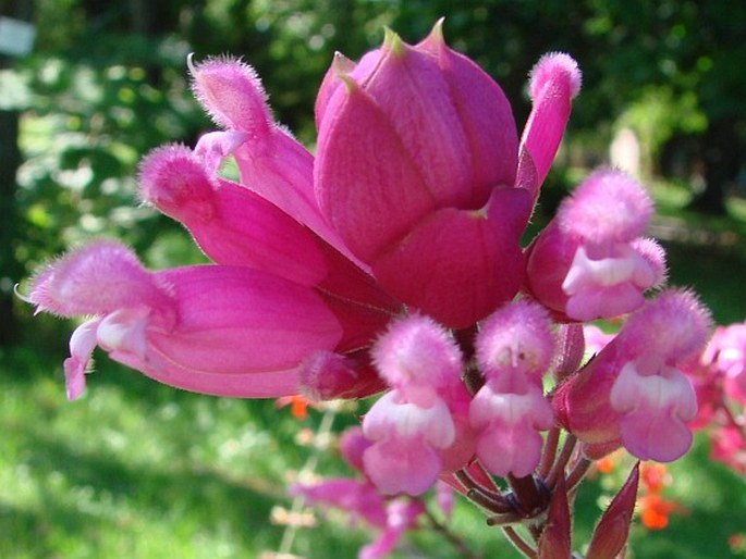 Salvia involucrata