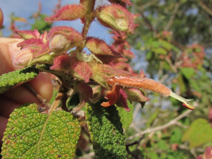 Salvia lasiantha