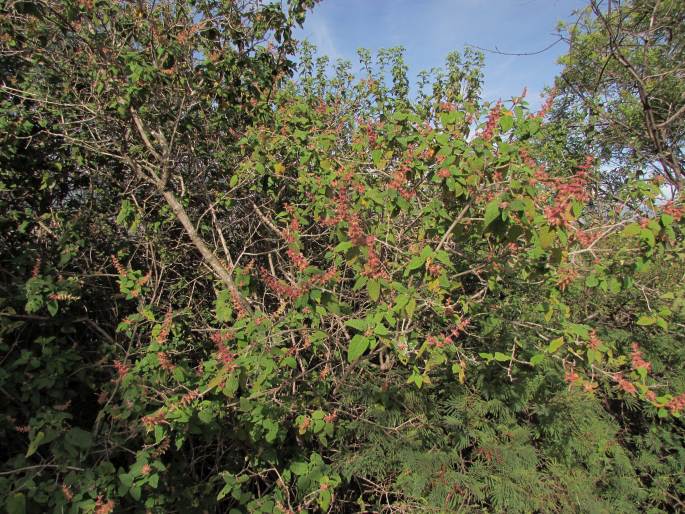 Salvia lasiantha