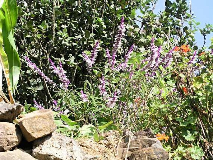 Salvia leucantha