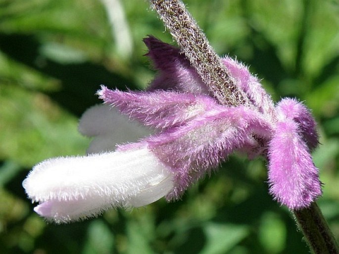 Salvia leucantha