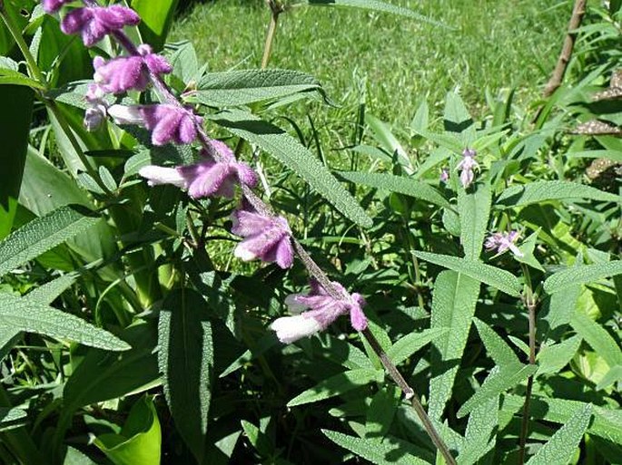 Salvia leucantha