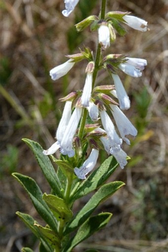 Salvia leucodermis