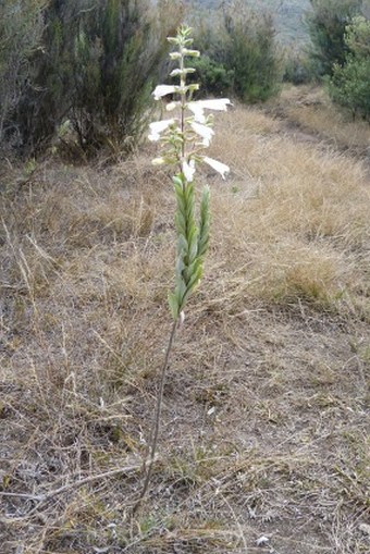 Salvia leucodermis