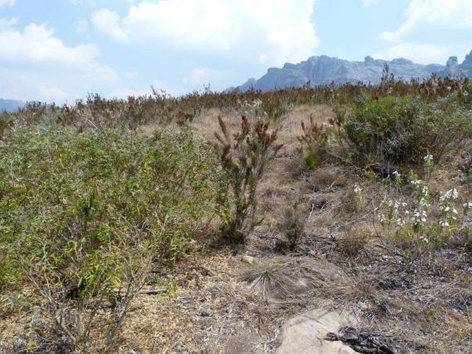 Salvia leucodermis