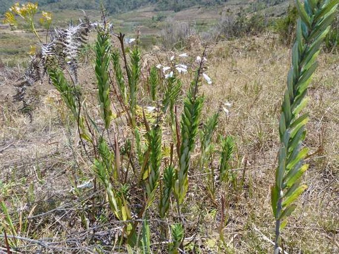 Salvia leucodermis