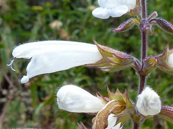 Salvia leucodermis