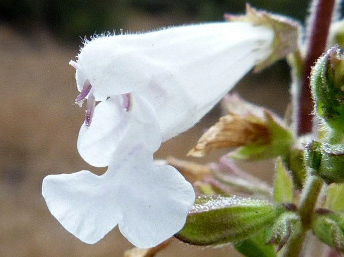 Salvia leucodermis